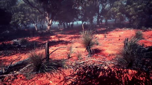 Trees in Background of Dirt Field