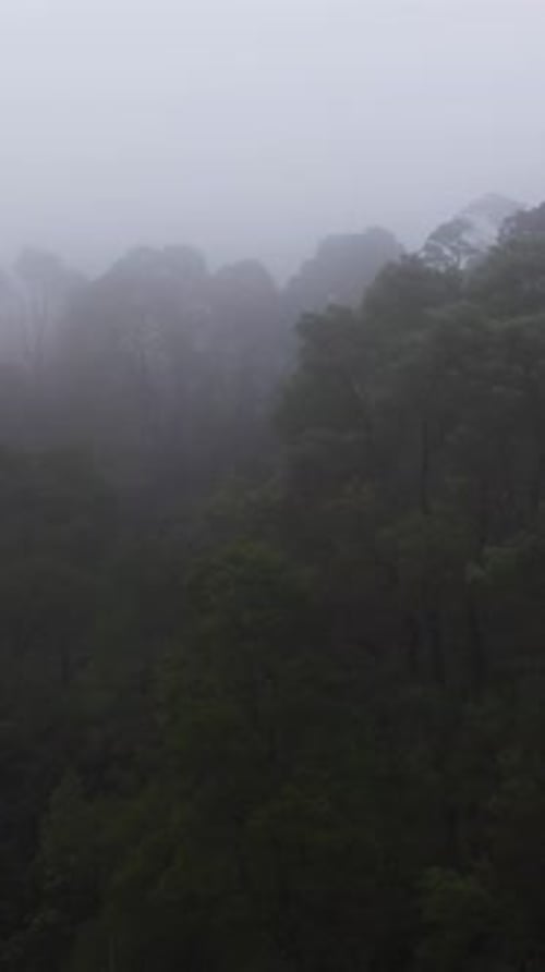 Forest Covered with Fog and Clouds Sri Lanka