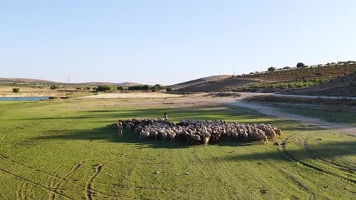 Vidéo aérienne d'une rivière de campagne avec un troupeau de moutons au pâturage