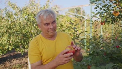 Man in Yellow Shirt Examining an Apple in an Orchard Sustainable Farming and Healthy Eating Concept