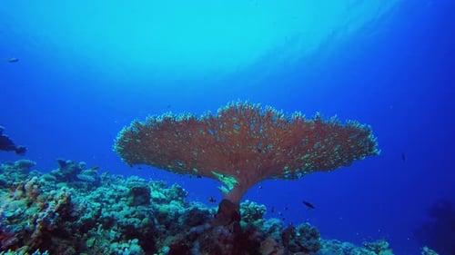Underwater Blue Sea Tree Corals