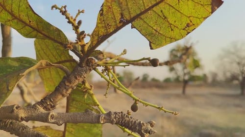 Fruits de Charoli se développant sur une prise de vue en orbite d'un arbre