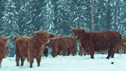 Highland Cattle Cows Stand in Snowy Field