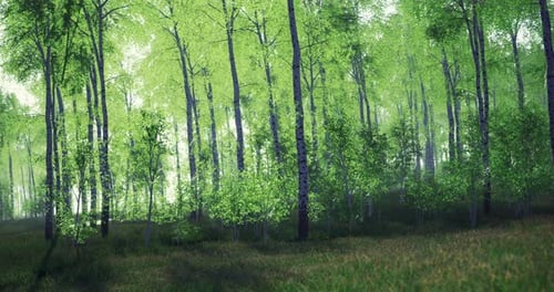Lush Green Forest with Vibrant Trees and Sunlight Filtering Through Leaves