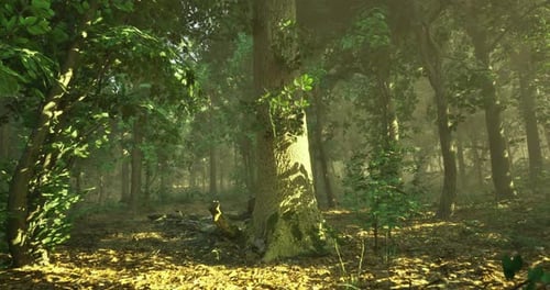 La lumière du soleil filtre à travers les arbres dans un cadre forestier paisible