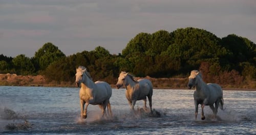 Cheval de Camargue, troupeau trottant ou galopant dans l'océan près de la plage