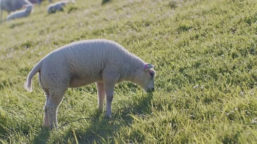 Süßes Tier, Schaf, Dolly, weißes Lamm, Vieh, das bei Tageslicht und sonnigem Tag auf der Weide weidet