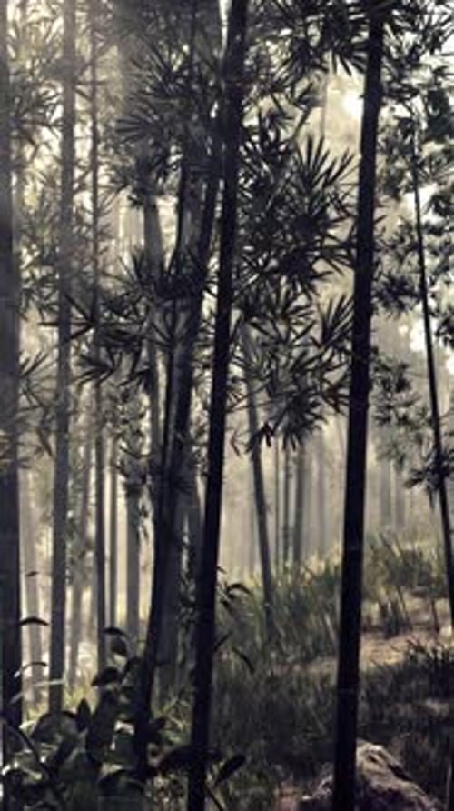 A Serene Bamboo Grove Enveloped in Mist