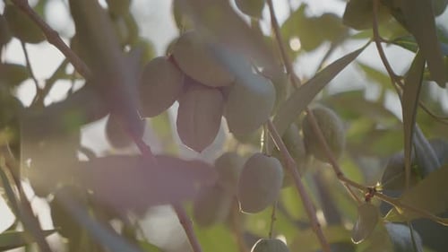 Close up olives on branches of young tree in olive plantation region.