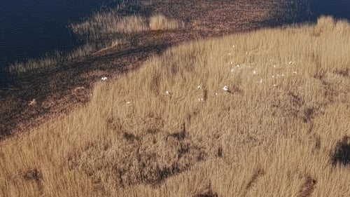 Aerial of White Herons Nesting Near Lake Shoreline Surrounded by Reeds