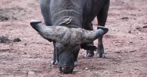 Buffle d'Afrique paissant sur le sol avec un piquet sur le dos. gros plan