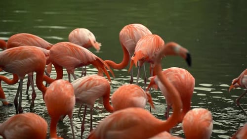 A Flock of Pink Flamingos in a Pond