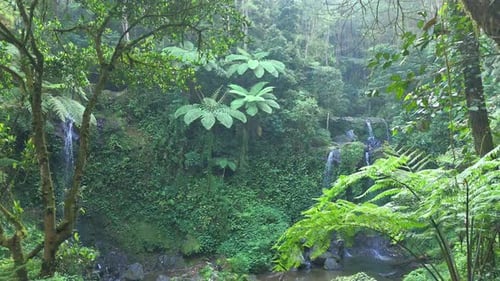 Nature footage of a hidden jungle waterfall streaming through rocks and covered with lush foliage.