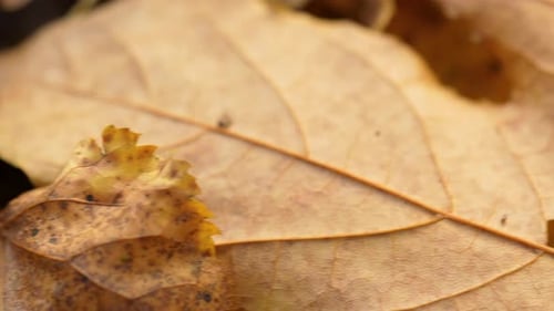 Detail Of A Dried Maple Autumn Foliage. Close-up Tracking