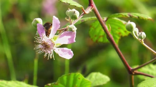 Honey bee on blackberry flower, insect pollination, macro close-up nature