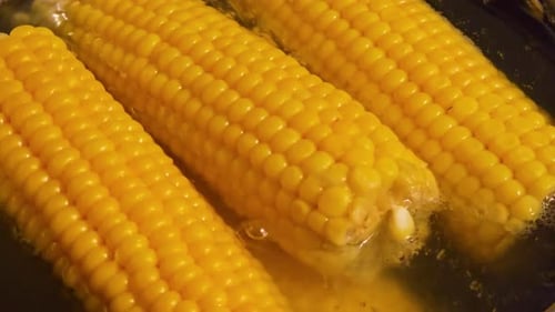 Close Up of Corn on the Cob Boiling