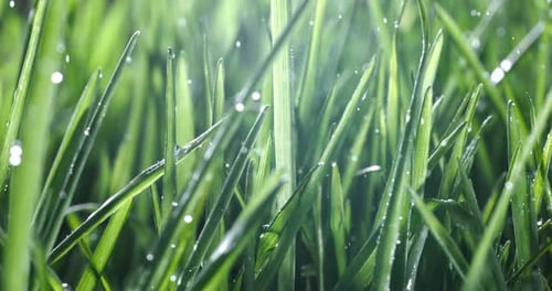 Green grass close-up raindrops slowly falling on the grass. Shot on super slow motion camera