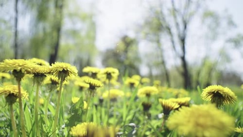 Blooming Yellow Dandelion Flowers in Spring in the Field