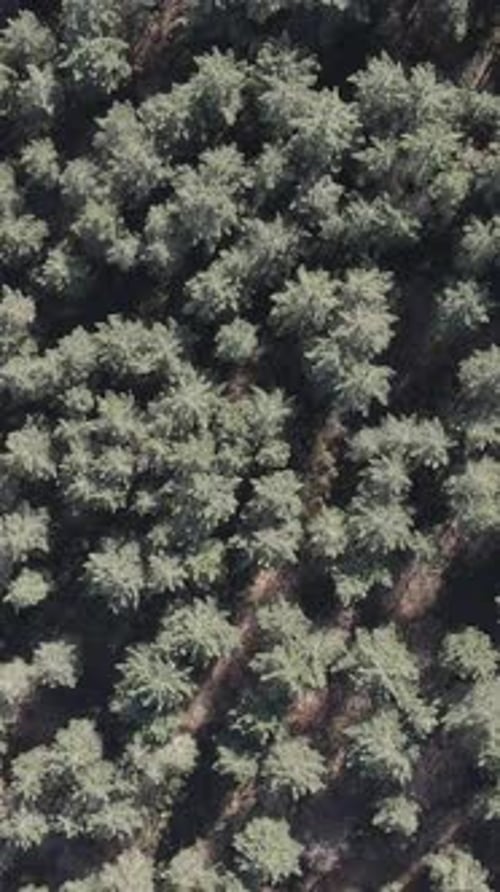 Natural Forest Trees