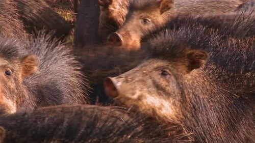 Un grand groupe de cochons sauvages ou de pécaris dans le Cerrado brésilien - gros plan