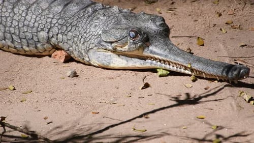 Crocodile gavial indien dans un parc zoologique
