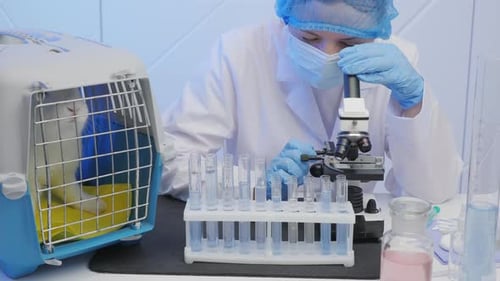 Scientist uses microscope with rabbit in laboratory