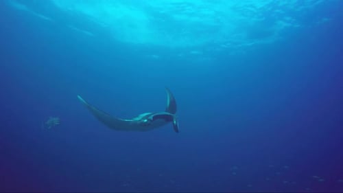 Majestic Manta Ray Glides Through Ocean Depths