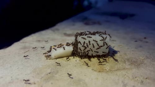 Ants swarming sugar and coconut.