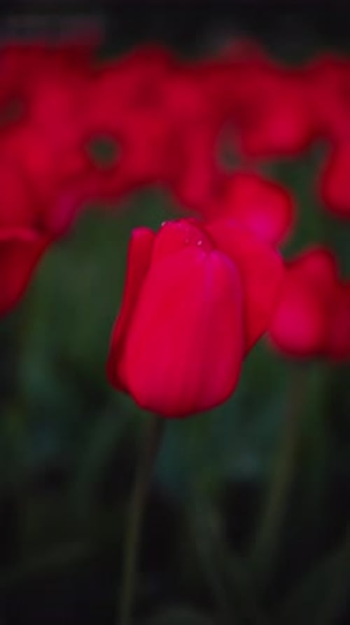 Close Up of Magenta Tulip Among Red Flowers in Natural Landscape