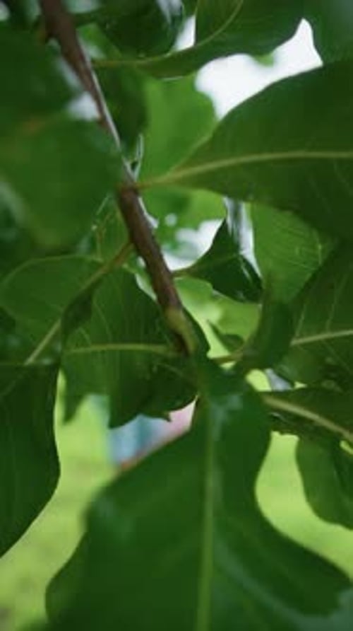 Close-up of a brown caterpillar crawling on a tree branch among green leaves