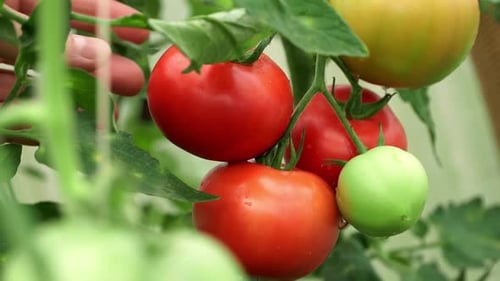 Close Up of Farmers Male Hands Pick Red Ripe Tomato From Branch in Greenhouse