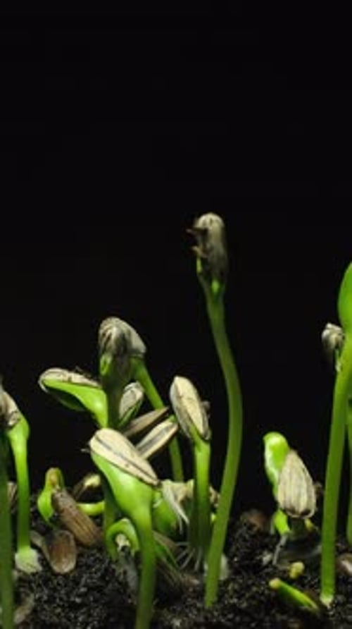 Time Lapse of Sunflower Seeds Germinating and Growing