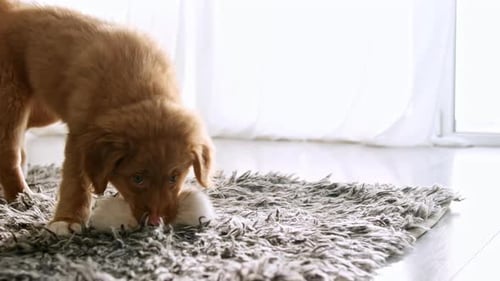 Fluffy Golden Puppy Playing with Toy Indoors