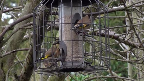Goldfinches, Carduelis carduelis, on a hanging feeder. Winter. UK