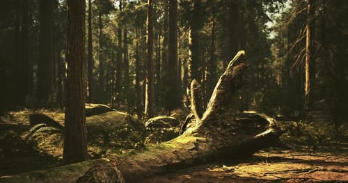 Sunlight Filters Through a Dense Forest Illuminating Fallen Trees and Foliage