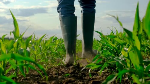 Male Farmer in a Corn Field Selective Focus