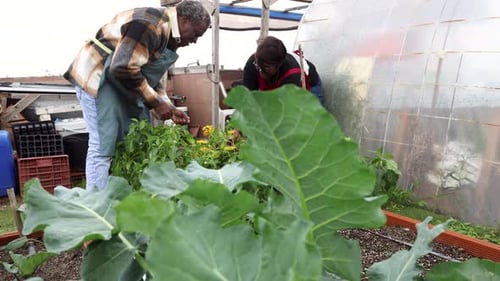 Senior Couple Gardening Together in a Rural Garden