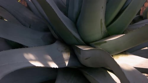 Gros plan de la texture d'une énorme rosette d'agave