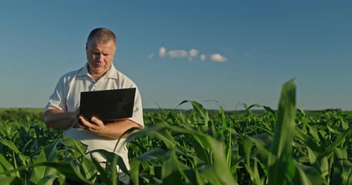 Farmer Using a Laptop Standing Amid Tall Green Corn in the Distance