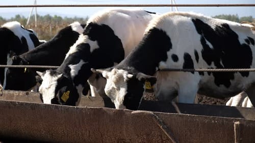 Cows Feeding From Trough on Sunny Day