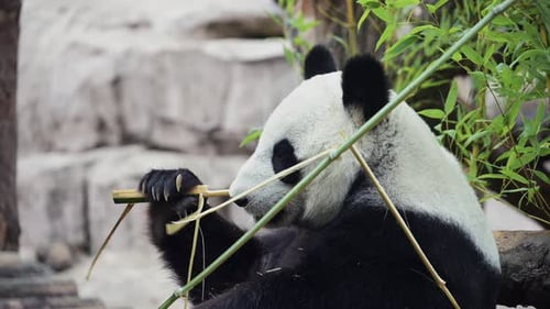 Cute Happy Funny Giant Panda Eating Bamboo