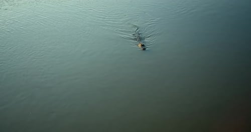 Alligator Swimming In South Carolina Marsh, Wetlands
