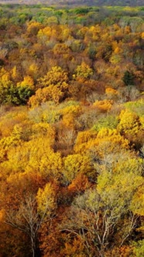 Fond naturel lumineux. Beau paysage de forêt d'automne.