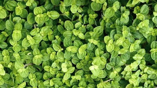 Vibrant Green Leaves in a Tropical Environment