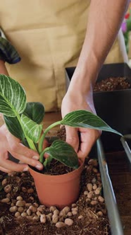 Close Up Successful African Male Hands Florist Replanting Flowers in Florist Shop Using Soil Wearing