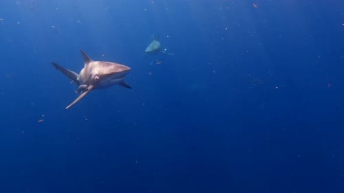 Bull shark swims just below ocean surface with remora fish hanging onto fins
