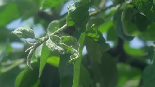 Aphids Often Gather on the New Growth of Apple Trees