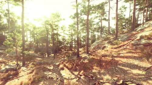 Sunlight Streaming Through Pine Trees Along a Winding Forest Path at Dawn