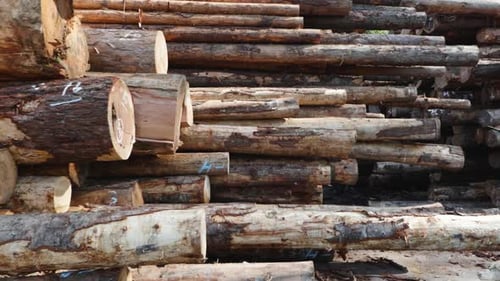 The Forestry Industry. Piles and piles of cut trees at a logging site.