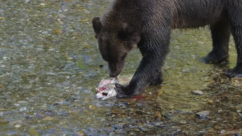 Slo mo: Coastal Grizzly bear eats bleeding Chum salmon in shallow river